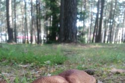 Санаторий Ружанский, с рейтингом 4 - находится по адресу Брестская область, Пружанский район, Ружанский сельсовет, деревня Заполье, 1А 