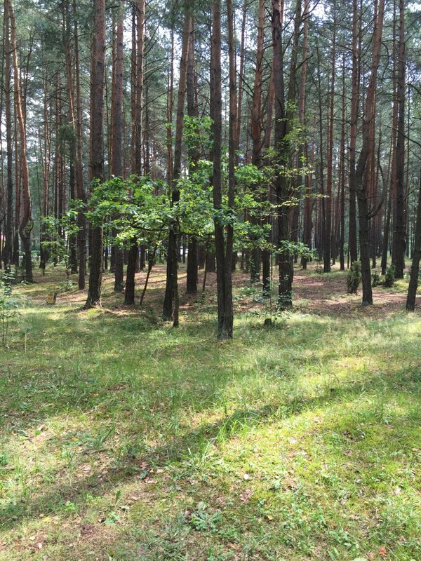 фотография Санатория Буг в Жабинковском сельсовете